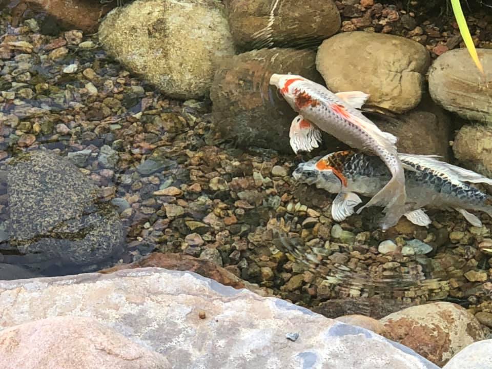 118620750 371887160879506 3988334231773754281 n